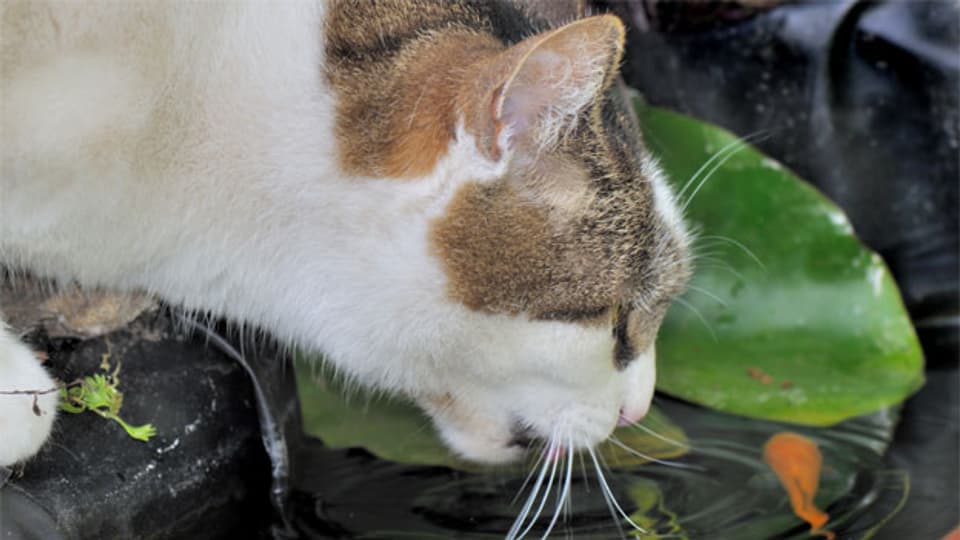 Wenn Katzen Nachbars Teich plündern, haftet der Halter nicht.