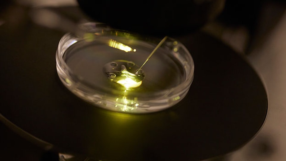 Dürfen künstlich erzeugte Embryonen bald schon im Reagenz-Glas auf Krankheiten untersucht werden?