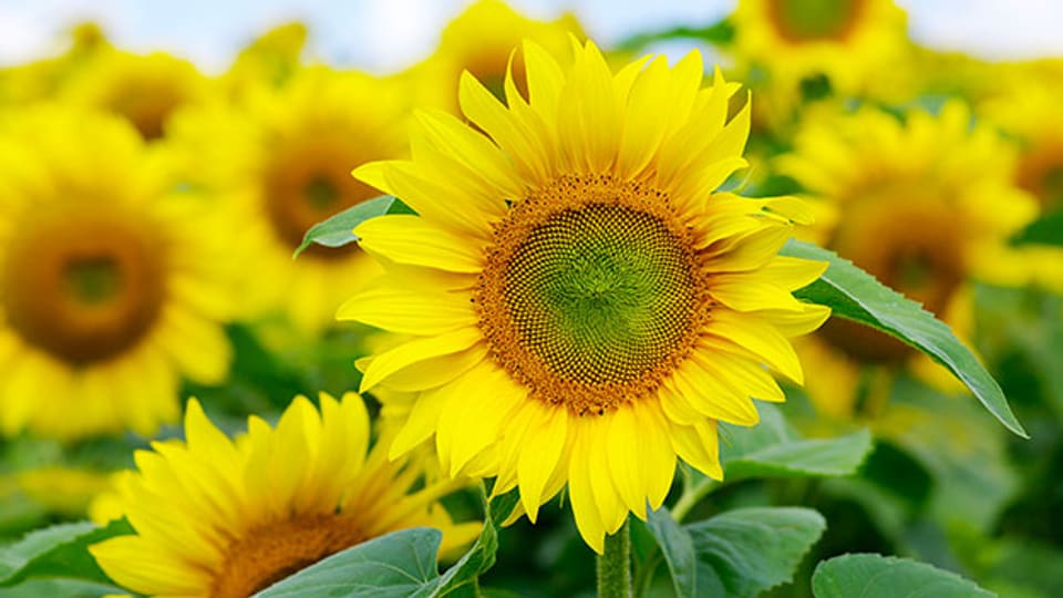 An der Sonnenblume erkennt man, wo die Sonne steht.