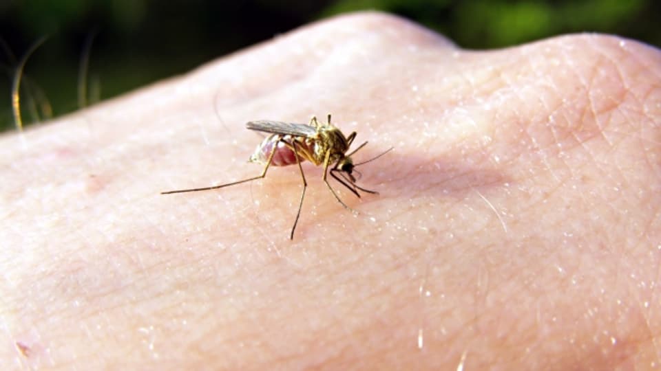 Ab Juni haben Mücken Hochsaison.