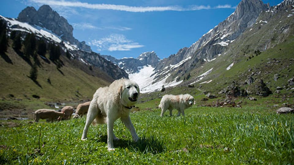 Herdenschutzhunde auf der Alp.