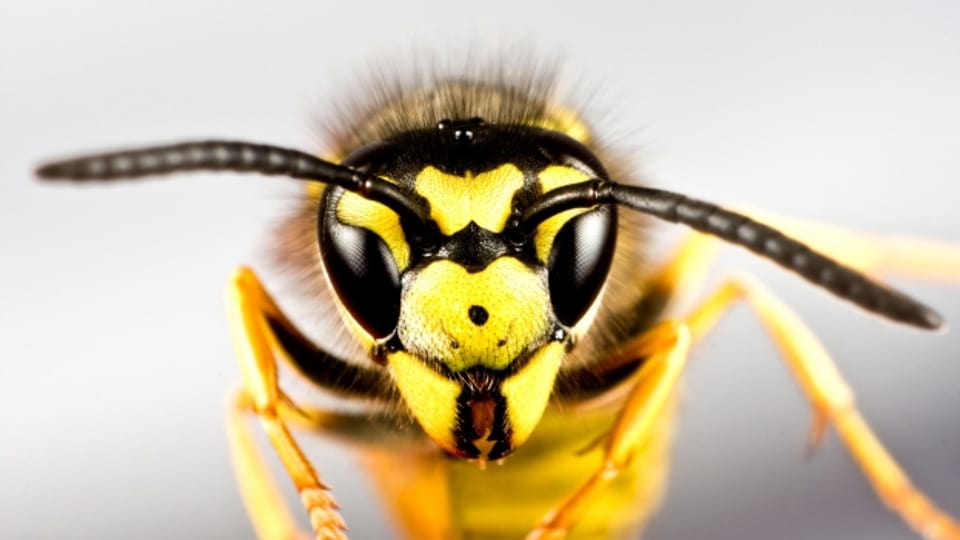 Lästige Insekten: Wespen stechen jedoch nur, wenn sie sich bedroht fühlen.
