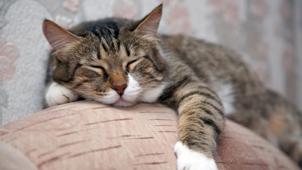 Katzen können sensibel reagieren, wenn sie allein gelassen werden.