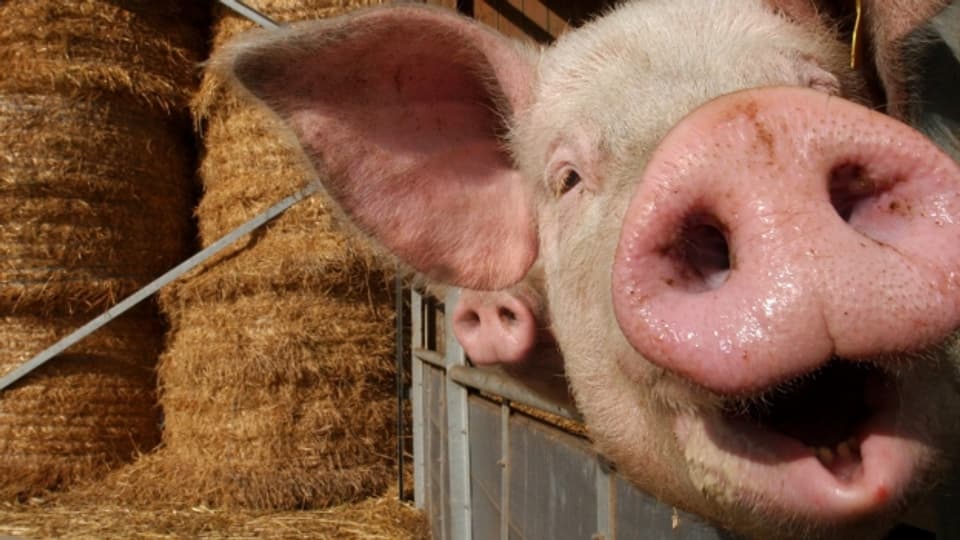 Schweine: Nur Glücksbringer und Fleischlieferant?