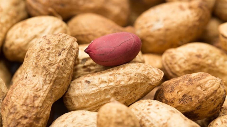 Die Allergie auf Erdnüsse kann bereits im Kindesalter auftreten.
