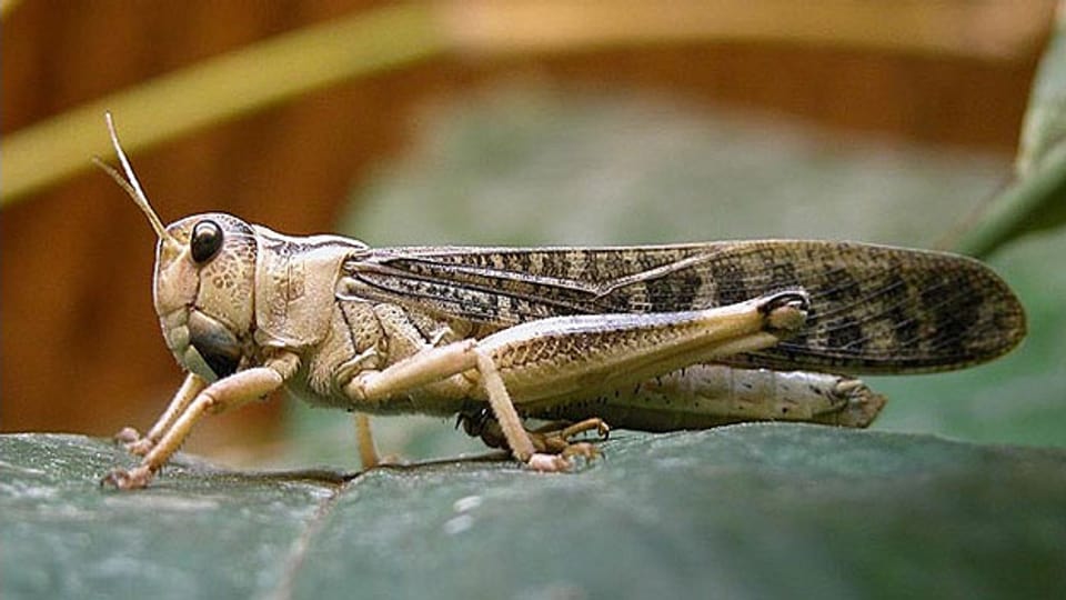 Wandert die Heuschrecke schon bald auf Schweizer Teller?