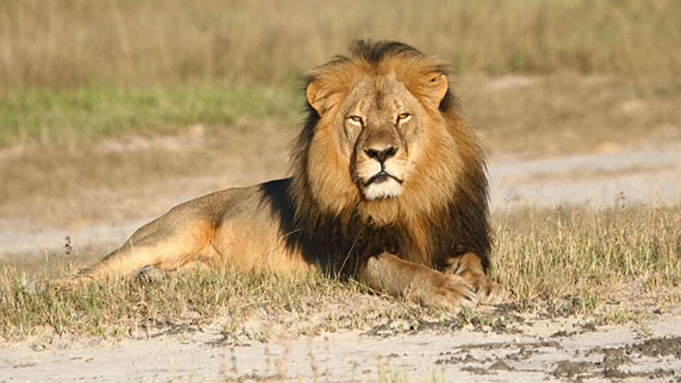 Cecil wurde im Juli 2015 von einem amerikanischen Zahnarzt in Simbabwe erschossen.