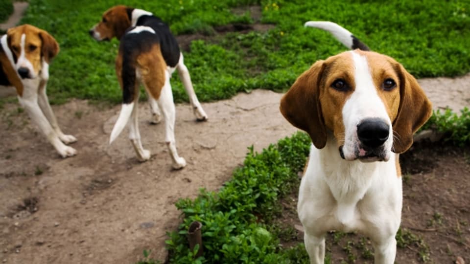 Wundernase: Hunde riechen 40 Mal besser als Menschen.