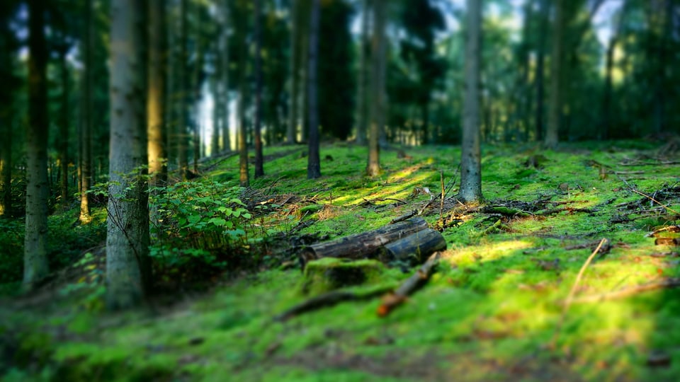 Häufiger Ort des Geschehens: Der Märchenwald (Bild: Jörg Trampert / Pixelio)