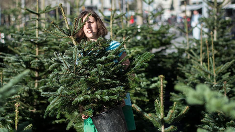 Der Profi empfielt, Schweizer Weihnachtsbäume zu kaufen.