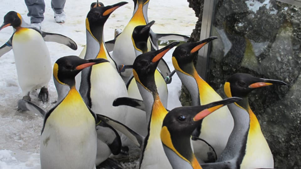 Ist es draussen mehr als 10 Grad, dürfen die Pinguine nicht auf den Speziergang.