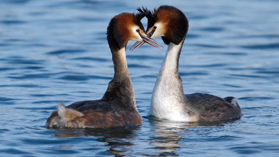 Harmonisches Paar: Vögel streiten am Valentinstag nicht.