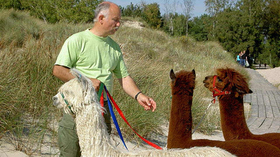 Paul Gerber bildet in Schweden Therapie-Alpacas aus.