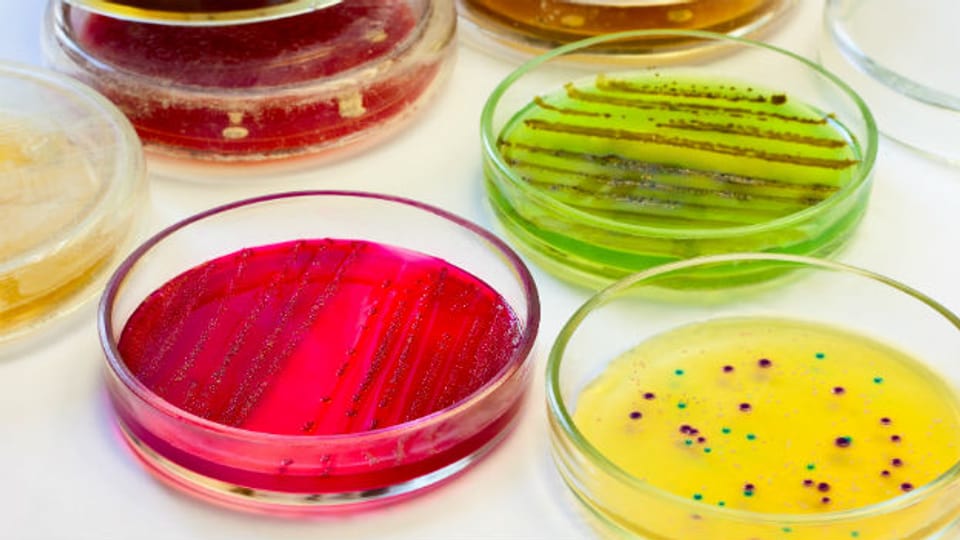 Hübsch anzusehen. Allerdings sieht man keinen Unterschied zwischen guten und schlechten Bakterien.