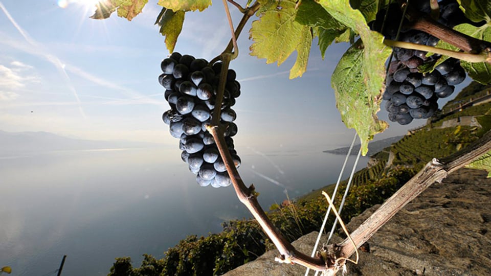 Quereinsteiger haben dem Schweizer Weinbau wichtige und nachhaltig wirkende Impulse gebracht.