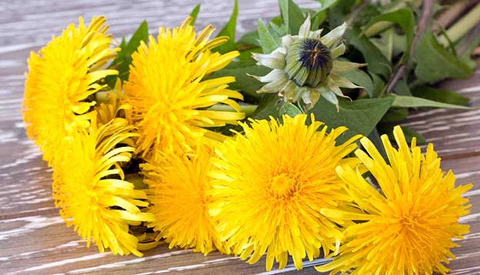 Delilkatesse Löwenzahn: Blütenknospen und die gelben Blüten kann man essen.