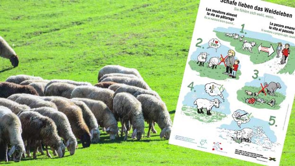 Die neue Info-Tafel erklärt das Verhalten der Schafe.