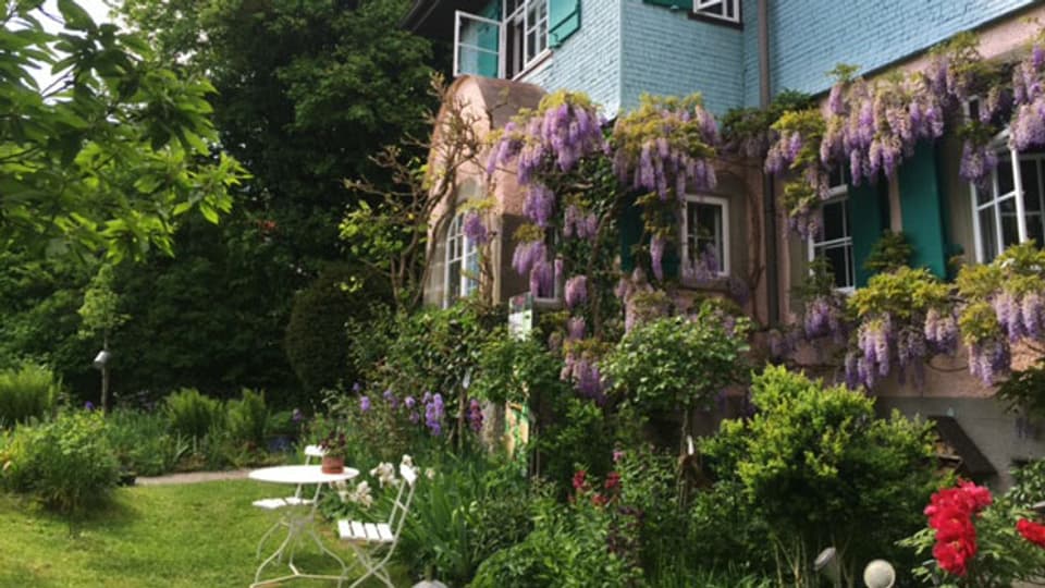 Die Glyzinie, die am ehemaligen Haus von Hermann Hesse blüht, wurde von ihm selber gepflanzt