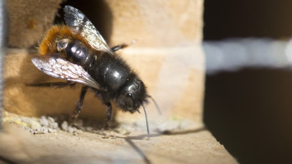 Wildbienen brauchen Nistplätze
