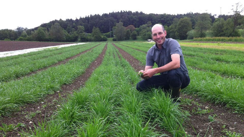 Biobauer Klaus Böhler auf seinem Gras-Feld: «Das Urdinkelgras schmeckt süsslich, würzig, lieblich und frisch.»