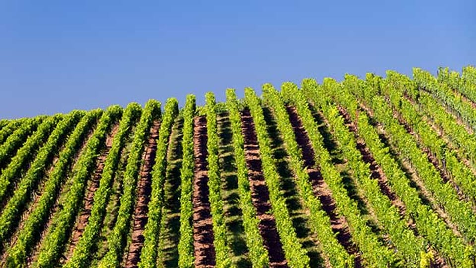 Südlich der Stadt Bordeaux werden auch hervorragende trockene Weissweine erzeugt.