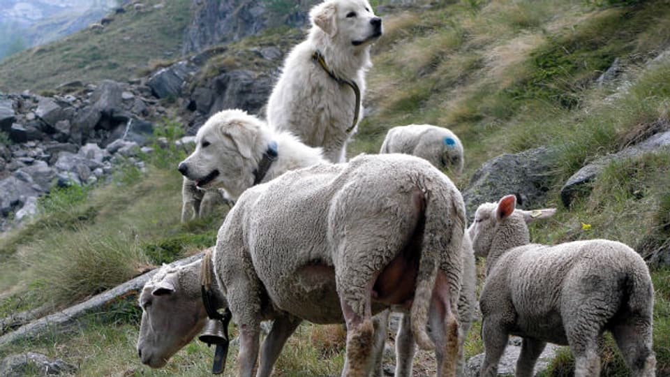 Wo ist der Hund, wo ist das Schaf? Herdenschutzhunde beschützen Schafe vor Raubtieren.