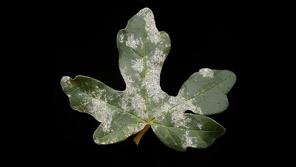 Ein Befall mit Mehltau zeigt sich als weisser Belag auf der Ober- oder Unterseite der Blätter.