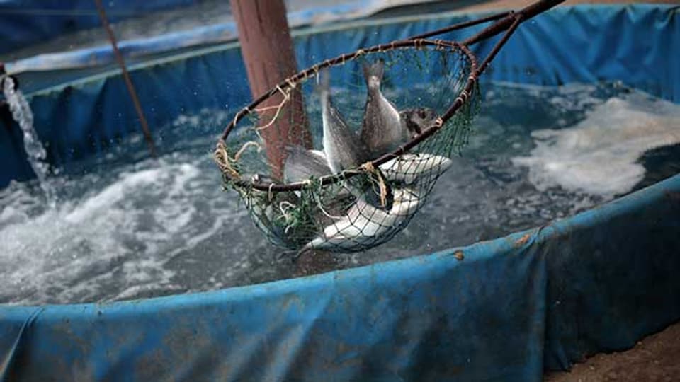 Zertifikate zeigen, welche Fischzuchten nachhaltig sind.