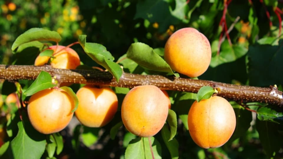 Eine ausgewogene Balance zwischen Süsse und Säure zeichnet die gute Aprikose aus.