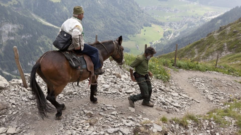 Ein 83-jähriger Rentner geniesst auf dem Rücken eines Maultiers den beschwerlichen Abstieg von der Rugghubelhütte des SAC nach Engelberg