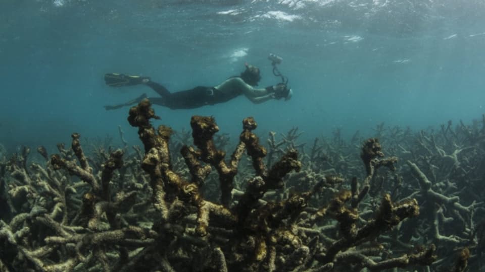 Wo früher die farbigen Korallen am Great Barrier Reef in Australien waren, sind heute graue Korallenskelette