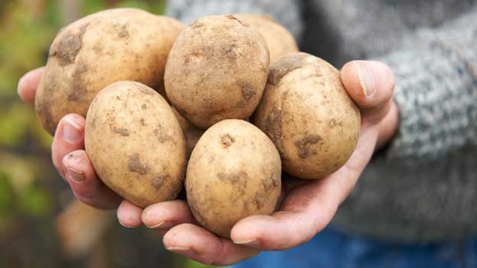 Bei der Ofetori spielen die Kartoffeln die Hauptrolle – wie in vielen Schweizer Traditionsgerichten.