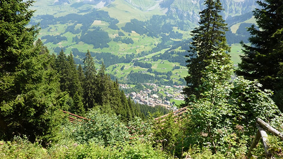 Ein Blick auf den Schutzwald in Adelboden.