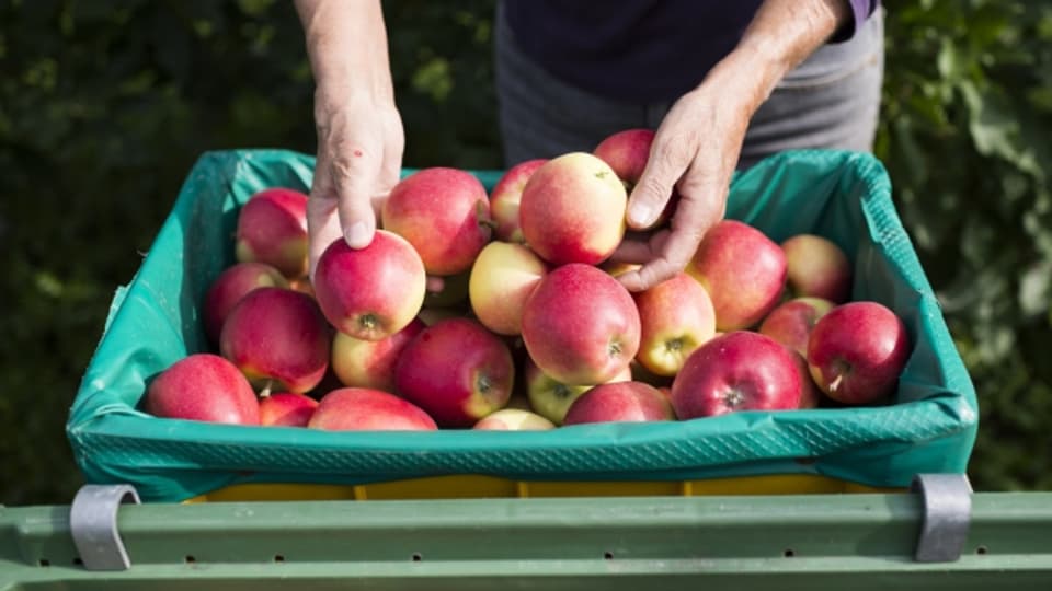 Gesunde Äpfel nicht mit Äpfel mit Druckstellen mischen.