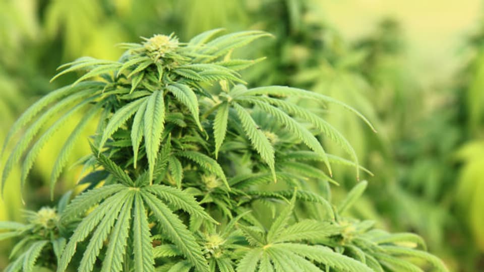 Nicht alle Cannabis-Arzneiprodukte stammen von der Hanfpflanze. Man kann die Wirkstoffe auch synthetisch und aus anderen Pflanzen herstellen.
