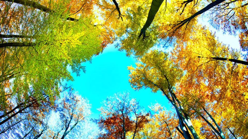 Der Blick in die Baumkronen ist im Herbst nicht nur schön, sondern auch spannend – sofern man weiss, was es da gibt.