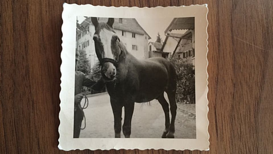 «Fränzu», das letzte Pferd von Ernst Burrens Vater. Spielt eine grosse Rolle in seinem neuen Roman