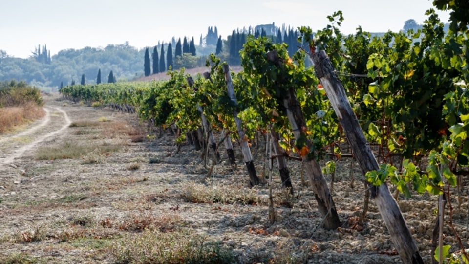 1960 füllten lediglich elf Betriebe Brunello ab. Heute sind es rund 200 Weinbaubetriebe, die Brunello erzeugen.