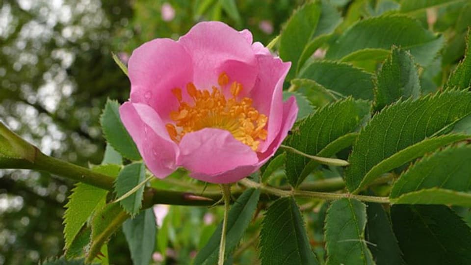 Die Weiche Rose (Rosa mollis) eignet sich für den Garten oder Balkon.