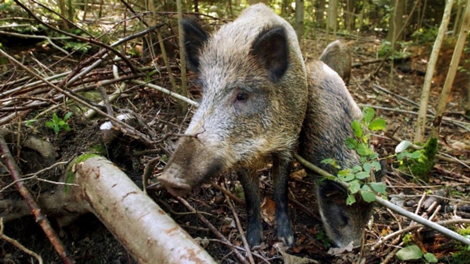 Wildschweine: Intelligent und schwierig zu jagen.