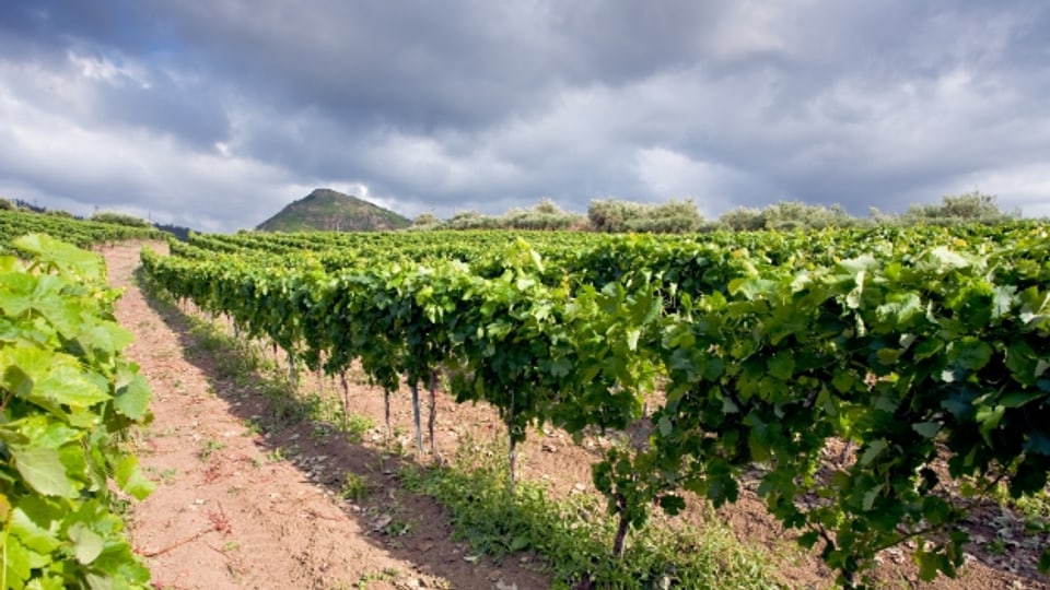 Der Nero d'Avola ist Siziliens wichtigste Rotweinsorte.