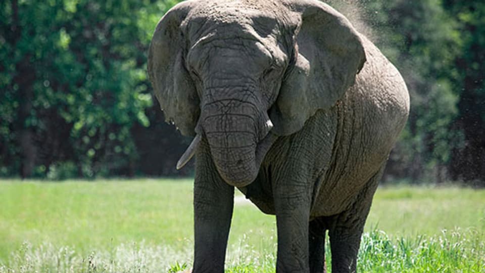 Natürliche Bodenverdichter: ein Elefant wiegt mehrere Tonnen.