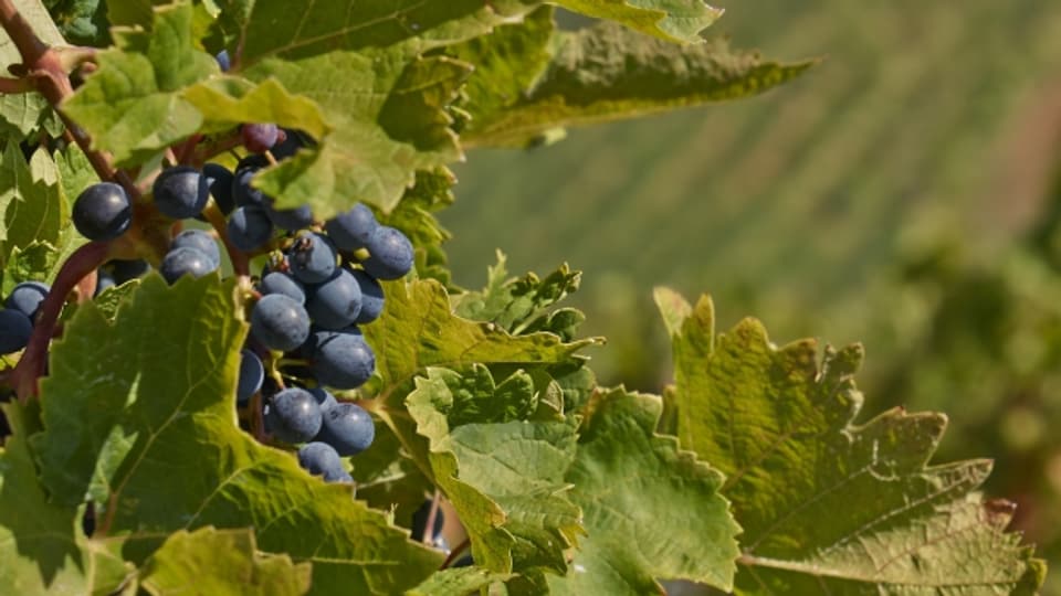 Natureweine sollen den natürlichen Geschmack der Trauben zum Ausdruck bringen