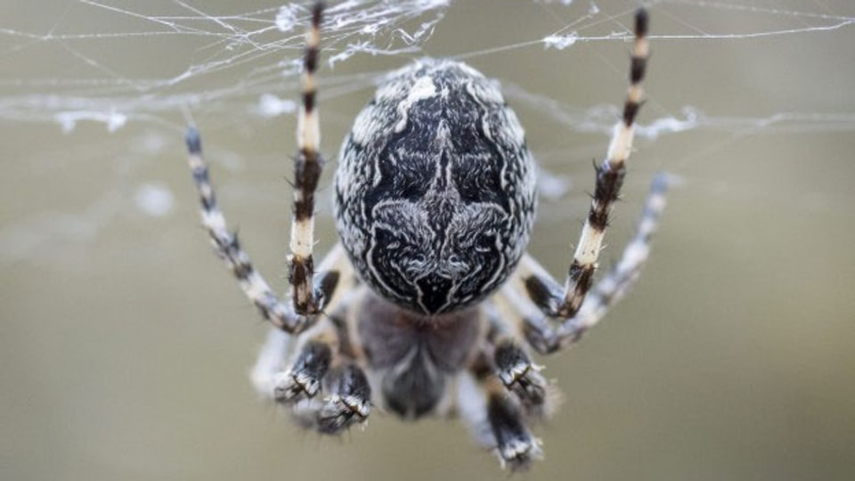 Mit einfachen Tricks bekommt man die Spinne wieder in die Natur.