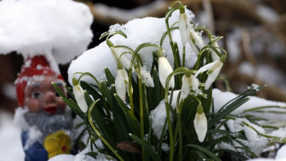 Schnee und Frost können einigen Pflanzen in diesen Tagen schaden. Es ist aber noch nicht alles verloren.