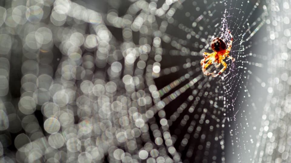 Nicht alle Spinnen machen Netze.