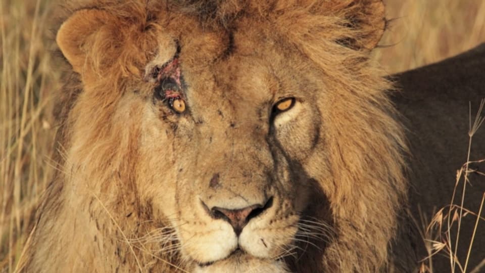Auf Augenhöhe: Moderator Adi Küpfer gelang es auf einer Safari im Jahr 2012 in Kenya, dieses Bild eines verletzten Löwen zu schiessen