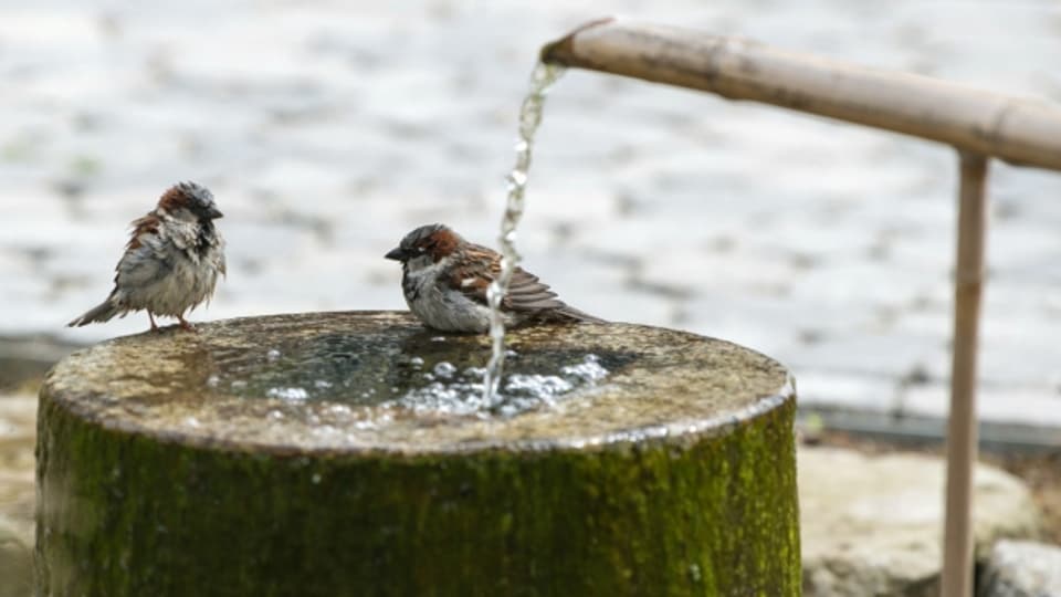 Wasser kühlt auch Vögel.