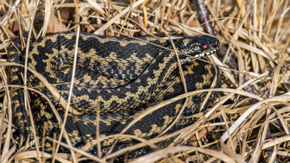 Eine Kreuzotter – eine von zwei giftigen einheimischen Schlangen.