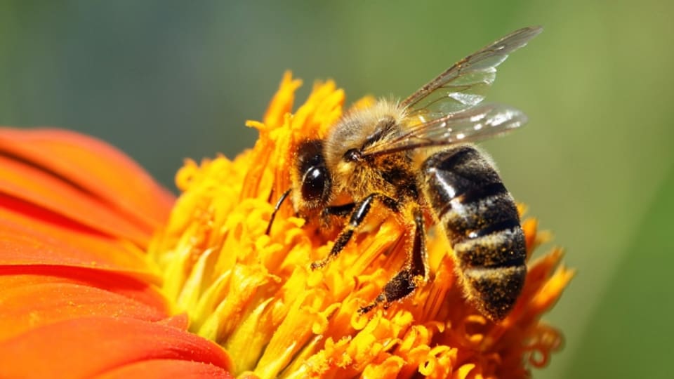 Sind Bienen wirklich bedrohte Tiere?
